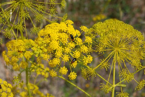 Fotografia de logut - Galeria Fotografica: Flores Silvestres - Foto: 