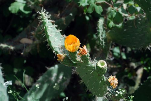 Fotografia de logut - Galeria Fotografica: Flores Silvestres - Foto: 