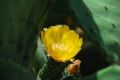Fotos de logut -  Foto: Flores Silvestres - 