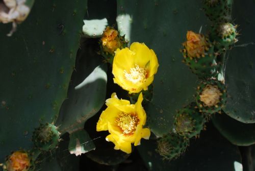 Fotografia de logut - Galeria Fotografica: Flores Silvestres - Foto: 