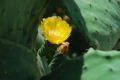 Fotos de logut -  Foto: Flores Silvestres - 