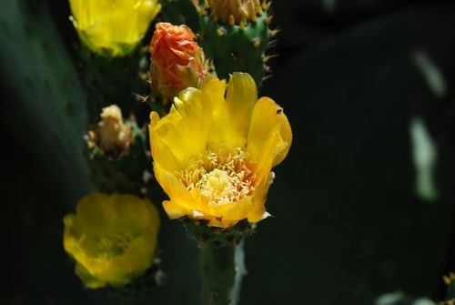 Fotografia de logut - Galeria Fotografica: Flores Silvestres - Foto: 