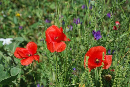 Fotografia de logut - Galeria Fotografica: Flores Silvestres - Foto: 