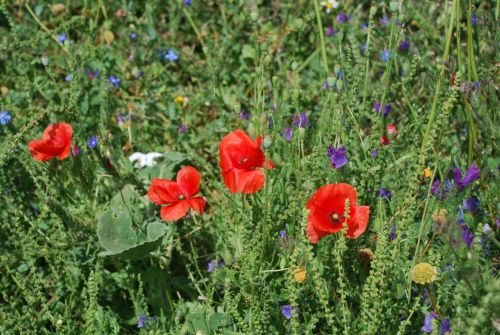 Fotografia de logut - Galeria Fotografica: Flores Silvestres - Foto: 