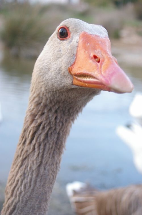 Fotografia de sandman - Galeria Fotografica: Fotos variadas - Foto: 