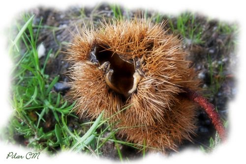 Fotografia de Pilar Camacho - Galeria Fotografica: PINCELADAS - Foto: 