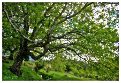 Fotografia de Pilar Camacho - Galeria Fotografica: PINCELADAS - Foto: 