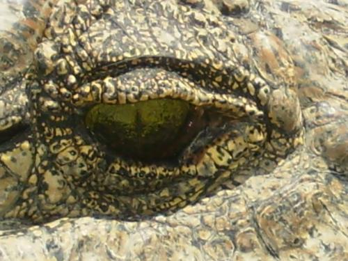 Fotografia de irene - Galeria Fotografica: animales - Foto: LAGRIMAS DE COCODRILO