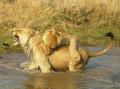 Fotos de irene -  Foto: animales - lion