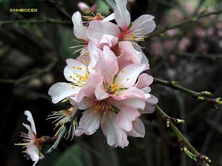 Fotografia de senderista. - Galeria Fotografica: naturaleza - Foto: ALMENDRO EN FLOR