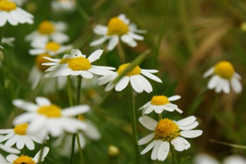 Fotografia de Uxia - Galeria Fotografica: Flores!! - Foto: margaritas