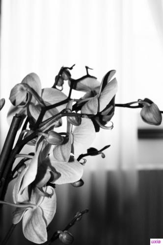 Fotografia de Uxia - Galeria Fotografica: Flores!! - Foto: orquidia en blanco y negro