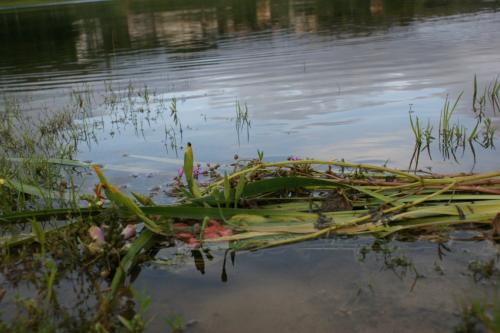 Fotografia de Uxia - Galeria Fotografica: Flores!! - Foto: ondas2