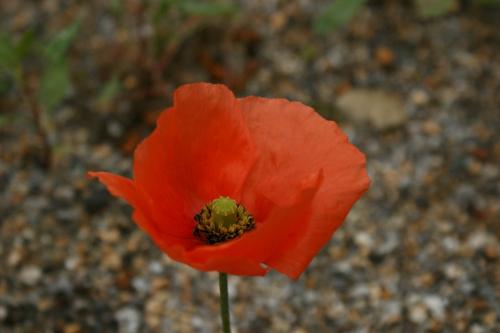 Fotografia de Uxia - Galeria Fotografica: Flores!! - Foto: rojo pasion2
