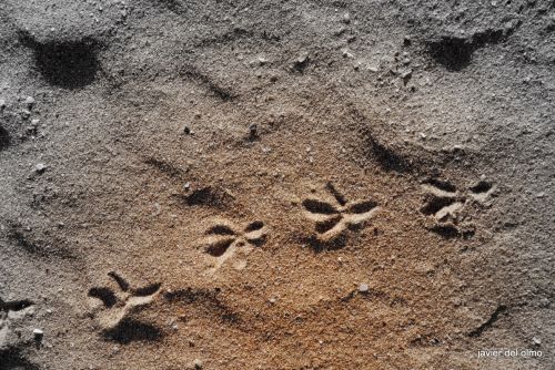 Fotografia de tiri - Galeria Fotografica: ARENA - Foto: huellas