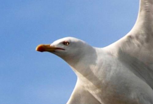 Fotografia de logut - Galeria Fotografica: Gaviotas del Pinar de Algaida (Los Toruos) - Foto: 