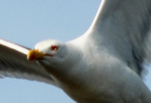 Fotografia de logut - Galeria Fotografica: Gaviotas del Pinar de Algaida (Los Toruos) - Foto: 