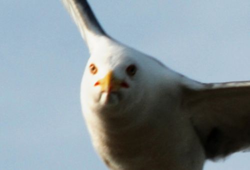 Fotografia de logut - Galeria Fotografica: Gaviotas del Pinar de Algaida (Los Toruos) - Foto: 