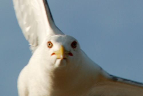 Fotografia de logut - Galeria Fotografica: Gaviotas del Pinar de Algaida (Los Toruos) - Foto: 