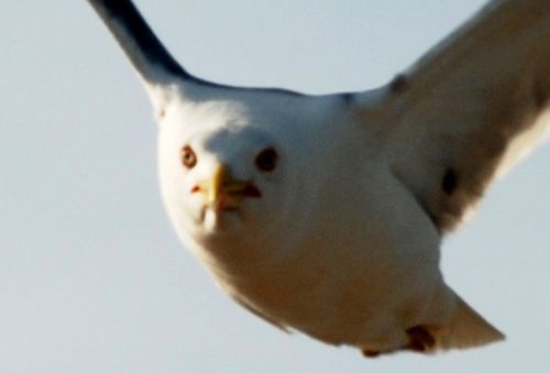 Fotografia de logut - Galeria Fotografica: Gaviotas del Pinar de Algaida (Los Toruos) - Foto: 