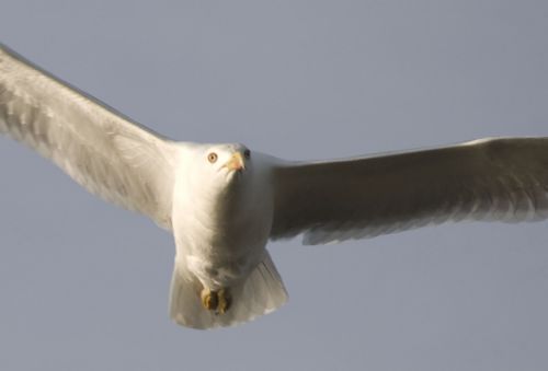 Fotografia de logut - Galeria Fotografica: Gaviotas del Pinar de Algaida (Los Toruos) - Foto: 