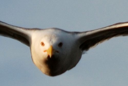 Fotografia de logut - Galeria Fotografica: Gaviotas del Pinar de Algaida (Los Toruos) - Foto: 