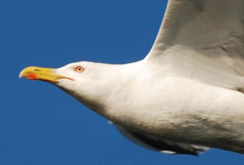 Fotografia de logut - Galeria Fotografica: Gaviotas del Pinar de Algaida (Los Toruos) - Foto: 