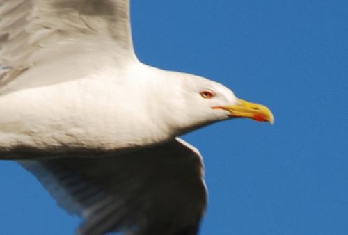 Fotografia de logut - Galeria Fotografica: Gaviotas del Pinar de Algaida (Los Toruos) - Foto: 