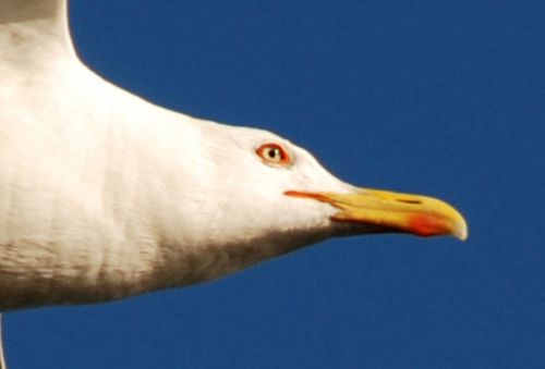 Fotografia de logut - Galeria Fotografica: Gaviotas del Pinar de Algaida (Los Toruos) - Foto: 