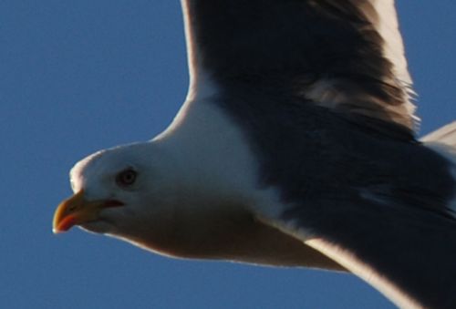Fotografia de logut - Galeria Fotografica: Gaviotas del Pinar de Algaida (Los Toruos) - Foto: 