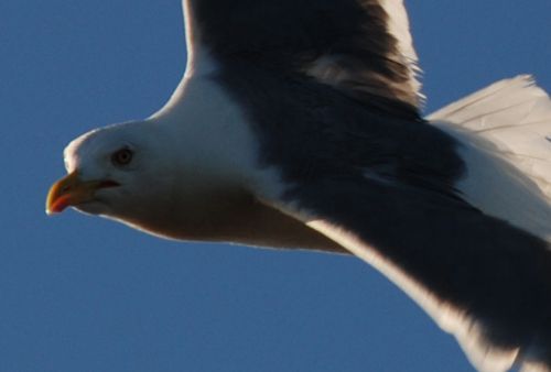 Fotografia de logut - Galeria Fotografica: Gaviotas del Pinar de Algaida (Los Toruos) - Foto: 