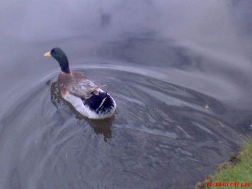 Fotografia de omero guerra - Galeria Fotografica: canpo - Foto: PATO