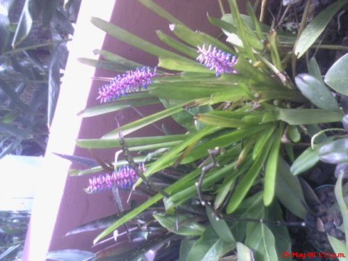 Fotografia de omero guerra - Galeria Fotografica: canpo - Foto: FLOR