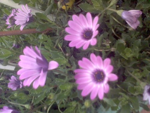 Fotografia de omero guerra - Galeria Fotografica: canpo - Foto: MARGARITAS