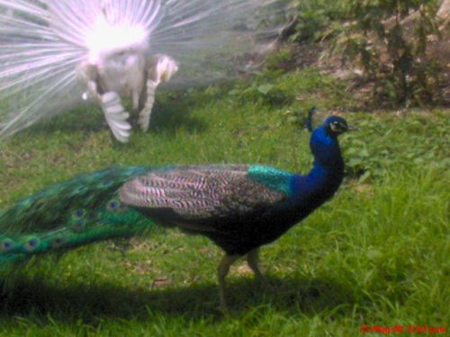 Fotografia de omero guerra - Galeria Fotografica: canpo - Foto: PAVO