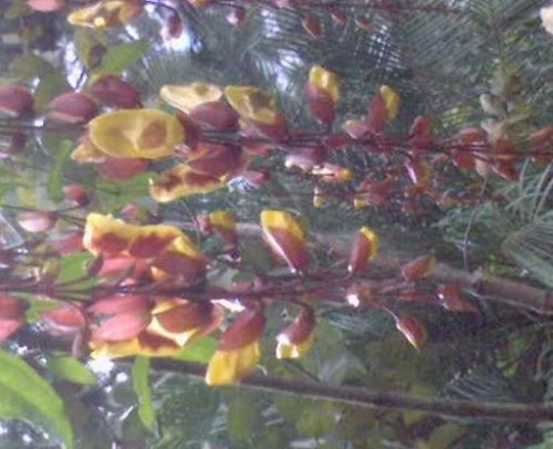 Fotografia de omero guerra - Galeria Fotografica: canpo - Foto: EXOTICA