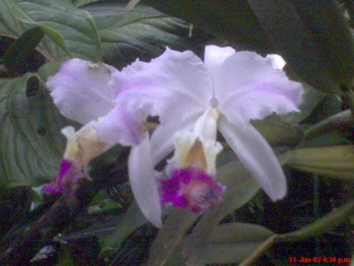 Fotografia de omero guerra - Galeria Fotografica: canpo - Foto: ORQUIDEA 1