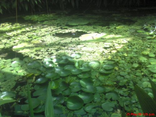 Fotografia de omero guerra - Galeria Fotografica: canpo - Foto: 