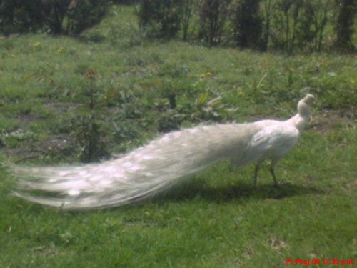 Fotografia de omero guerra - Galeria Fotografica: canpo - Foto: 