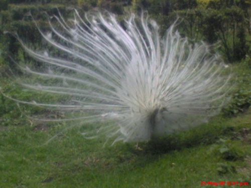 Fotografia de omero guerra - Galeria Fotografica: canpo - Foto: 