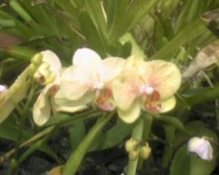 Fotografia de omero guerra - Galeria Fotografica: canpo - Foto: 