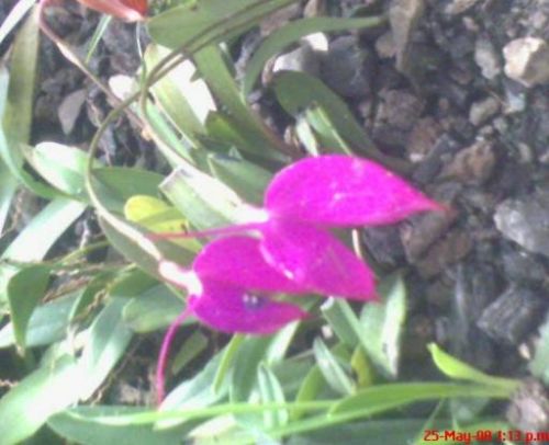 Fotografia de omero guerra - Galeria Fotografica: canpo - Foto: 