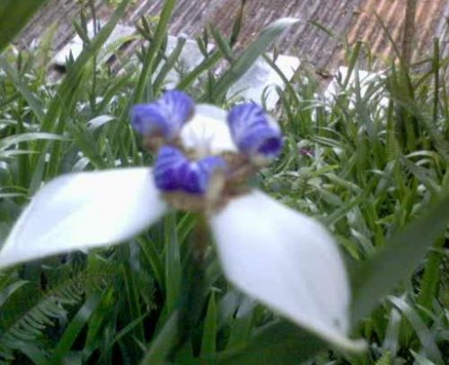 Fotografia de omero guerra - Galeria Fotografica: canpo - Foto: 