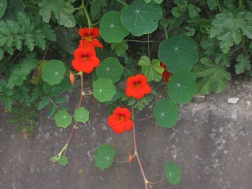 Fotografia de omero guerra - Galeria Fotografica: canpo - Foto: 