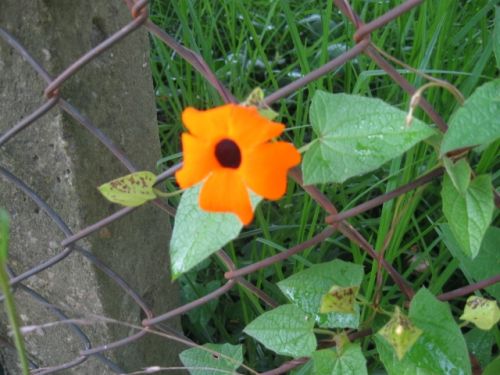 Fotografia de omero guerra - Galeria Fotografica: canpo - Foto: 
