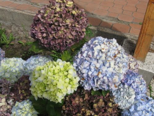 Fotografia de omero guerra - Galeria Fotografica: canpo - Foto: 