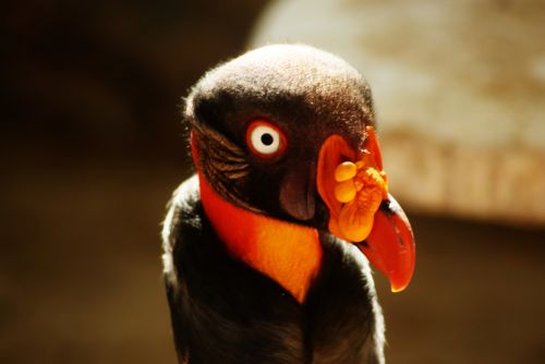 Fotografia de zecoutinho - Galeria Fotografica: aves - Foto: 