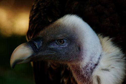 Fotografia de zecoutinho - Galeria Fotografica: aves - Foto: 