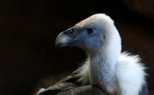 Fotografia de zecoutinho - Galeria Fotografica: aves - Foto: 