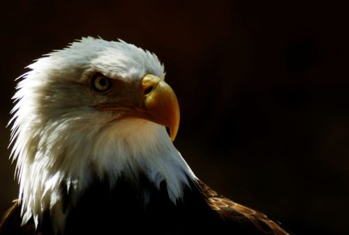 Fotografia de zecoutinho - Galeria Fotografica: aves - Foto: 